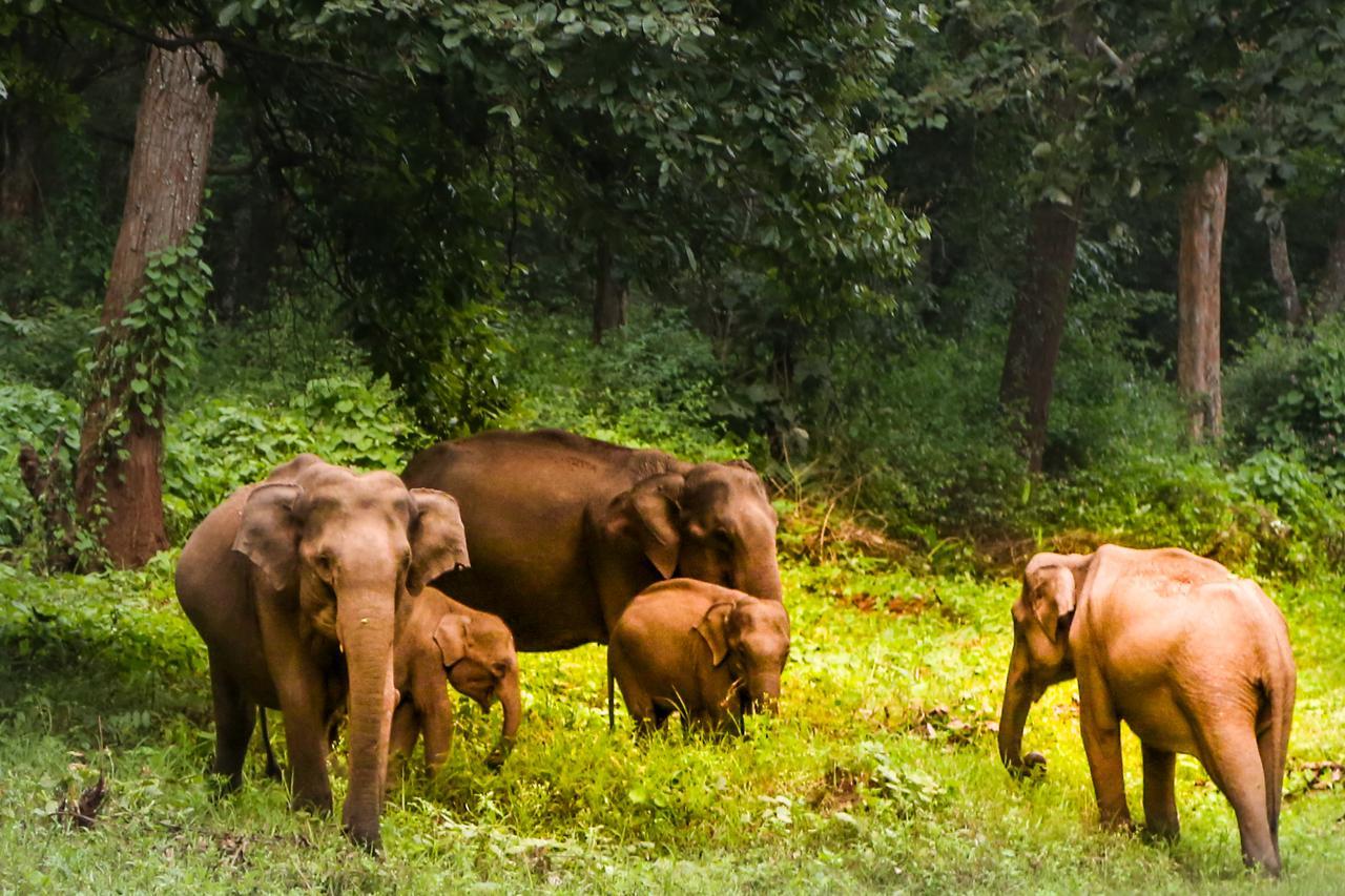 Kings Sanctuary Nagarhole & Kabini Hunsur Экстерьер фото