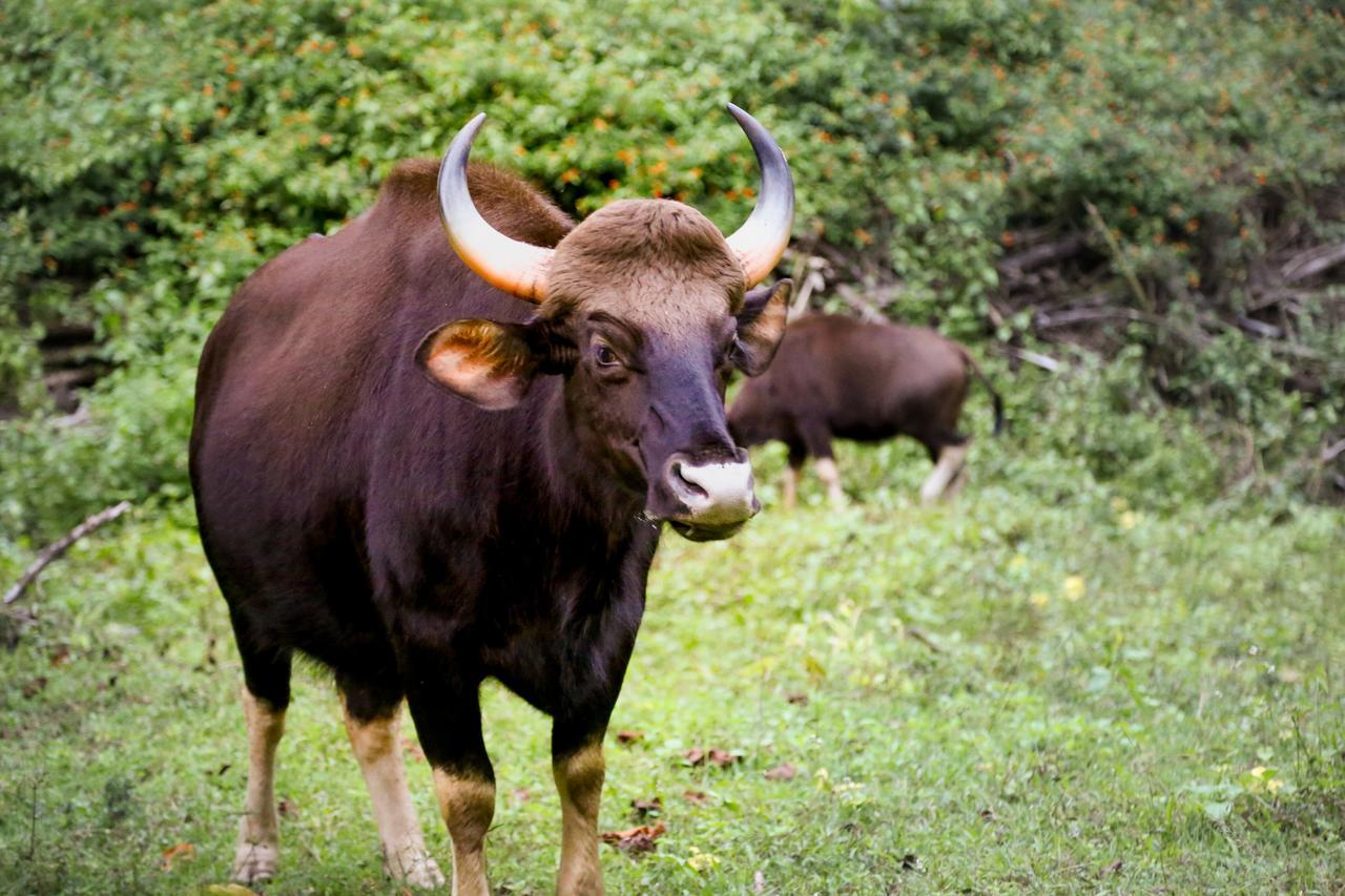 Kings Sanctuary Nagarhole & Kabini Hunsur Экстерьер фото
