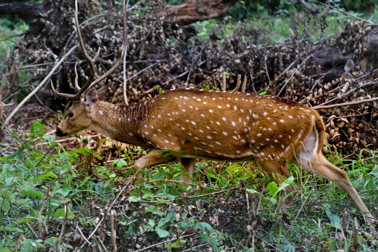 Kings Sanctuary Nagarhole & Kabini Hunsur Экстерьер фото